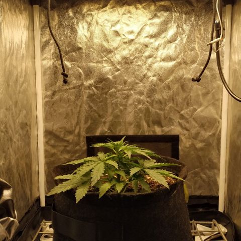 Girl Scout Cookies Auto growlog timeline photo