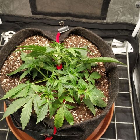 Girl Scout Cookies Auto growlog timeline photo