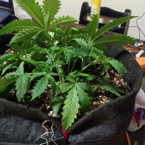 Girl Scout Cookies Auto growlog timeline photo