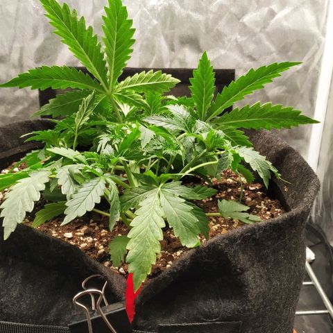 Girl Scout Cookies Auto growlog timeline photo