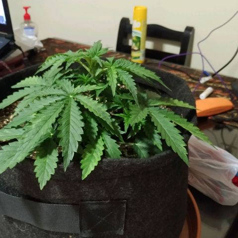 Girl Scout Cookies Auto growlog timeline photo