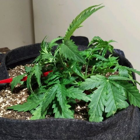 Girl Scout Cookies Auto growlog timeline photo