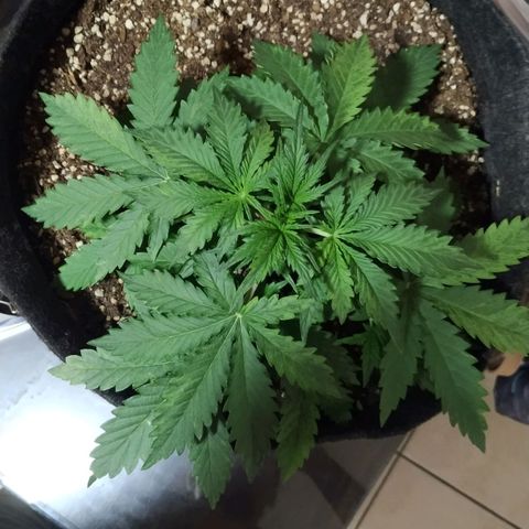Girl Scout Cookies Auto growlog timeline photo