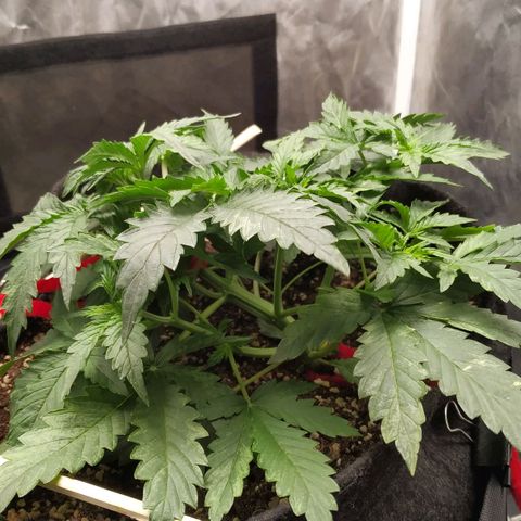 Girl Scout Cookies Auto growlog timeline photo