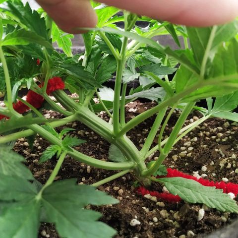 Girl Scout Cookies Auto growlog timeline photo