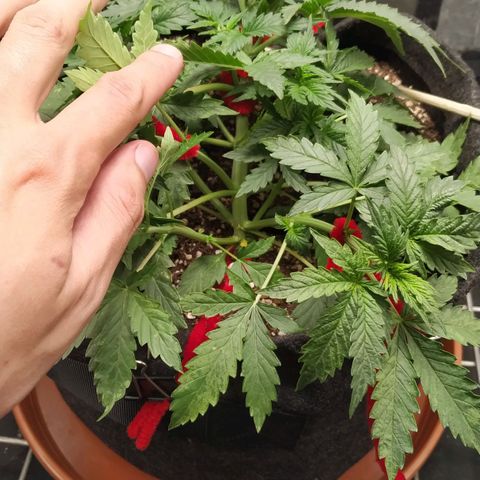 Girl Scout Cookies Auto growlog timeline photo