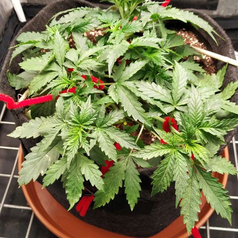 Girl Scout Cookies Auto growlog timeline photo