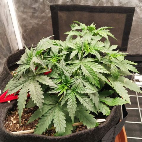 Girl Scout Cookies Auto growlog timeline photo