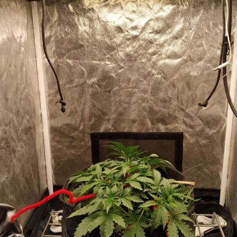Girl Scout Cookies Auto growlog timeline photo