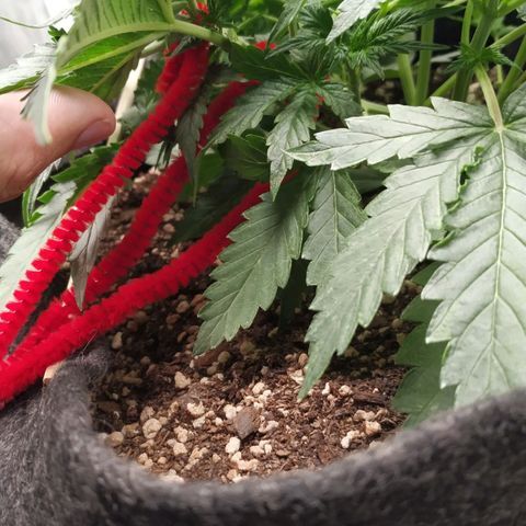 Girl Scout Cookies Auto growlog timeline photo