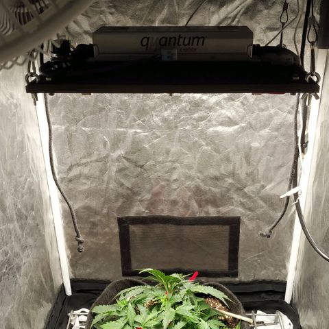 Girl Scout Cookies Auto growlog timeline photo