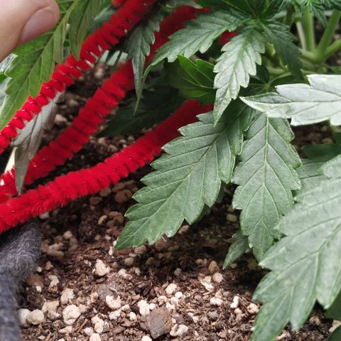 Girl Scout Cookies Auto growlog timeline photo
