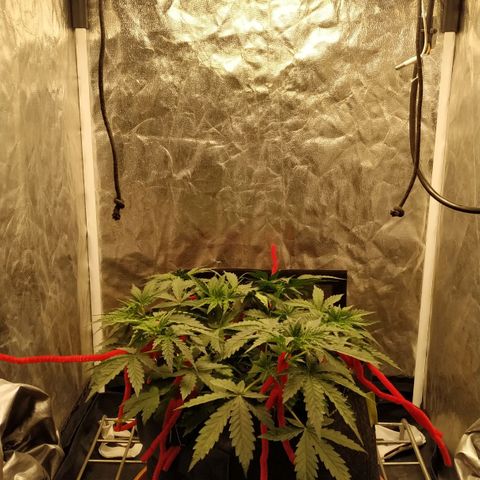 Girl Scout Cookies Auto growlog timeline photo