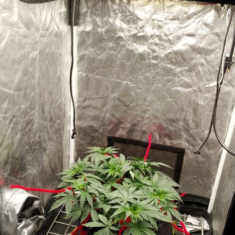 Girl Scout Cookies Auto growlog timeline photo