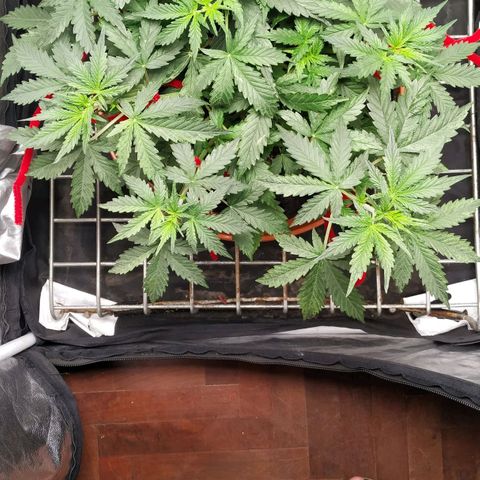 Girl Scout Cookies Auto growlog timeline photo
