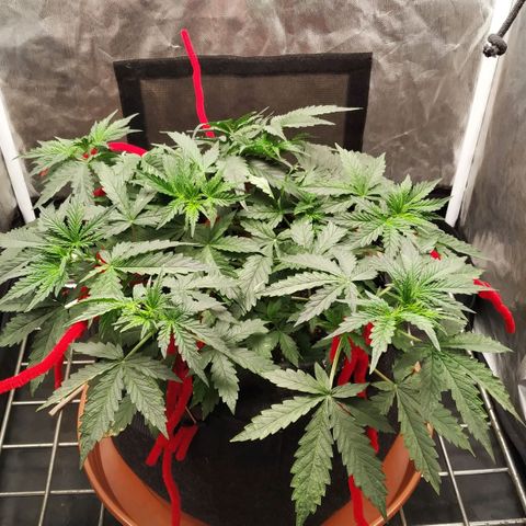 Girl Scout Cookies Auto growlog timeline photo