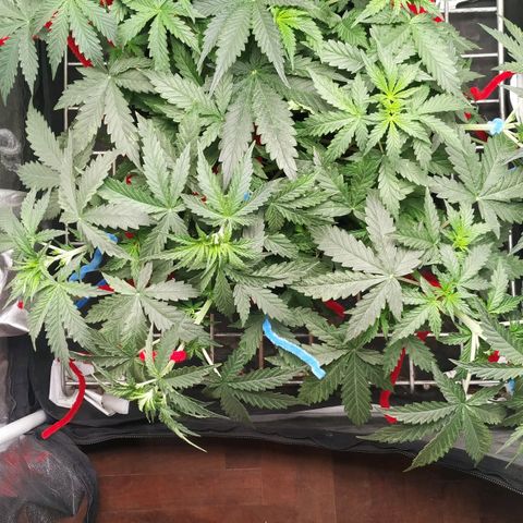 Girl Scout Cookies Auto growlog timeline photo