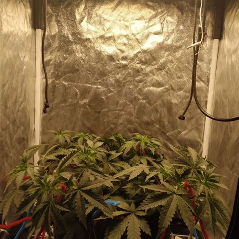 Girl Scout Cookies Auto growlog timeline photo