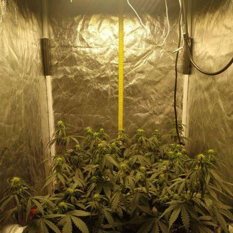 Girl Scout Cookies Auto growlog timeline photo