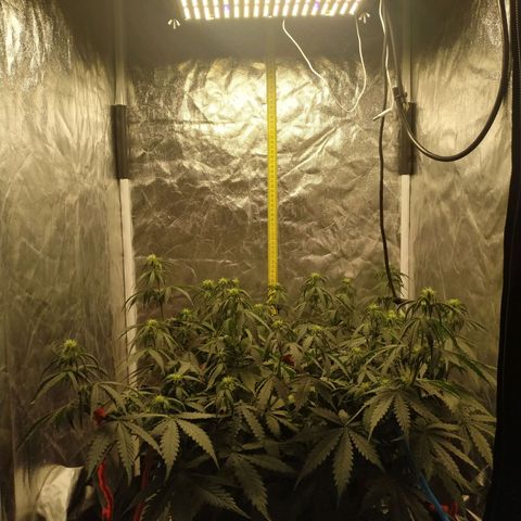 Girl Scout Cookies Auto growlog timeline photo