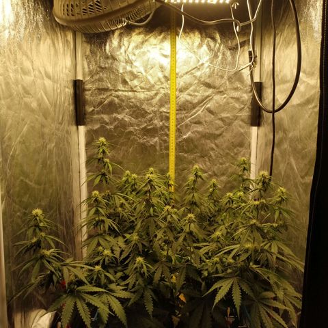 Girl Scout Cookies Auto growlog timeline photo
