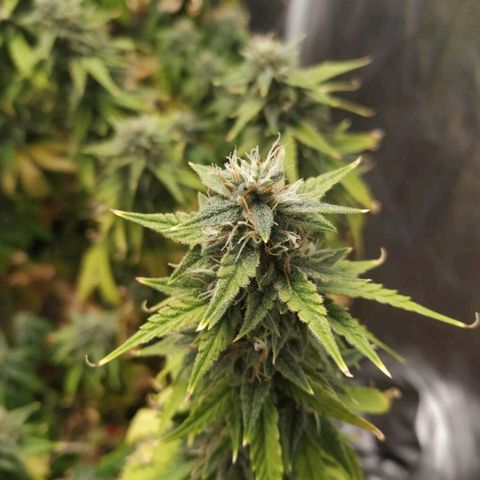Girl Scout Cookies Auto growlog timeline photo