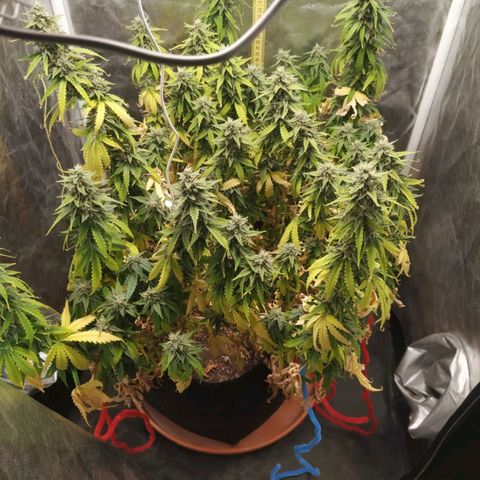 Girl Scout Cookies Auto growlog timeline photo