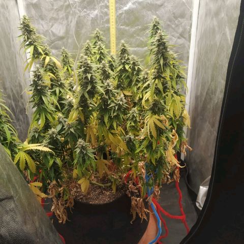 Girl Scout Cookies Auto growlog timeline photo