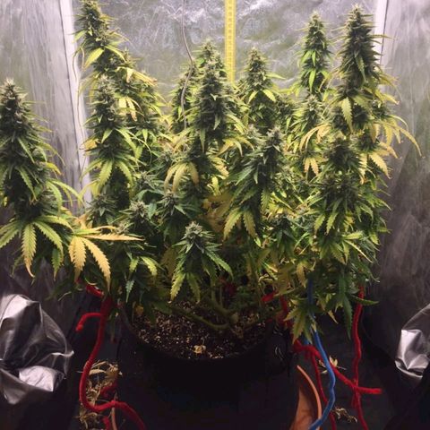 Girl Scout Cookies Auto growlog timeline photo