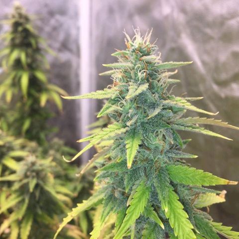 Girl Scout Cookies Auto growlog timeline photo