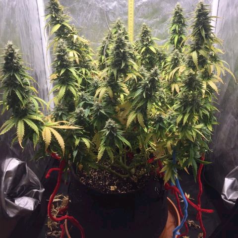 Girl Scout Cookies Auto growlog timeline photo