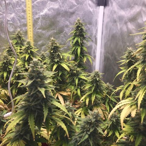 Girl Scout Cookies Auto growlog timeline photo