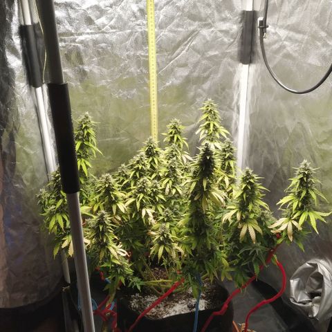 Girl Scout Cookies Auto growlog timeline photo