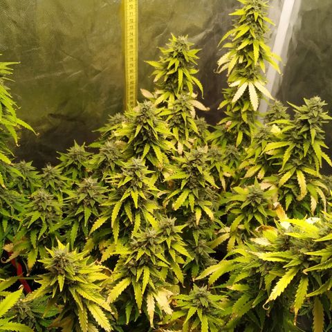 Girl Scout Cookies Auto growlog timeline photo