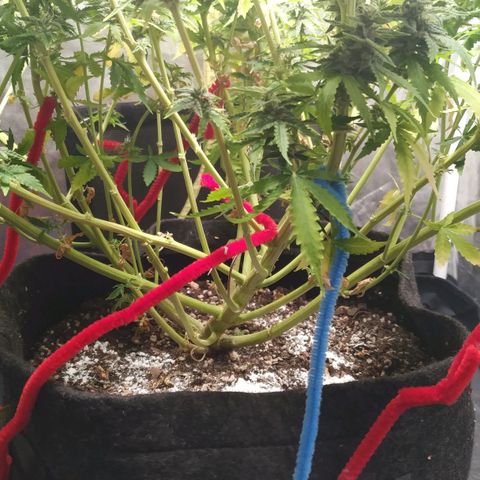 Girl Scout Cookies Auto growlog timeline photo