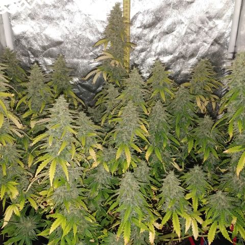 Girl Scout Cookies Auto growlog timeline photo