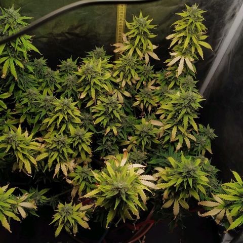 Girl Scout Cookies Auto growlog timeline photo