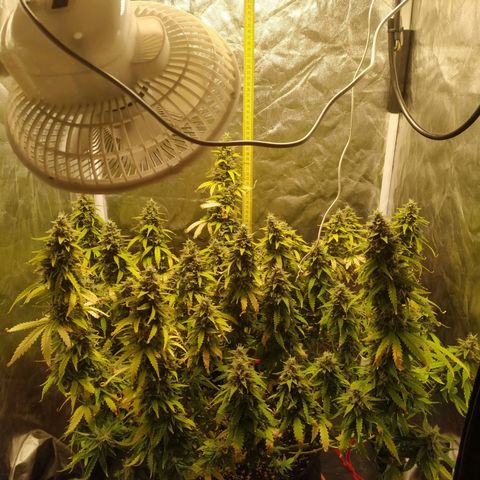 Girl Scout Cookies Auto growlog timeline photo