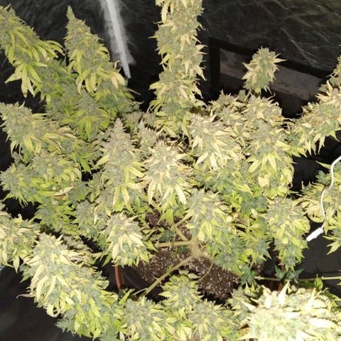 Girl Scout Cookies Auto growlog timeline photo