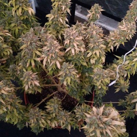 Girl Scout Cookies Auto growlog timeline photo