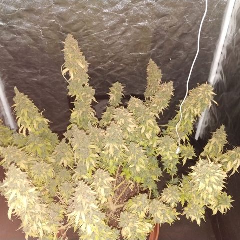 Girl Scout Cookies Auto growlog timeline photo