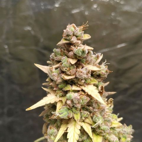 Girl Scout Cookies Auto growlog timeline photo