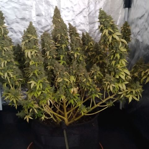 Girl Scout Cookies Auto growlog timeline photo