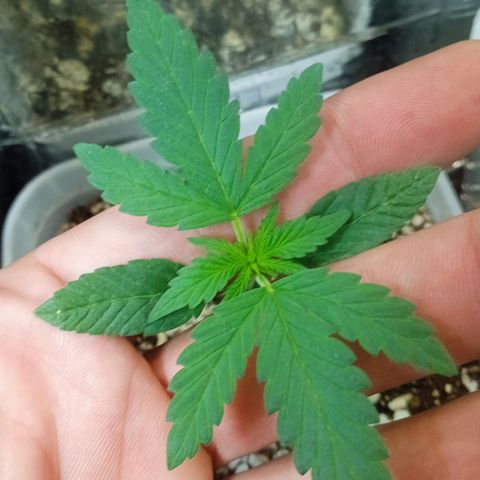 Cida growlog timeline photo