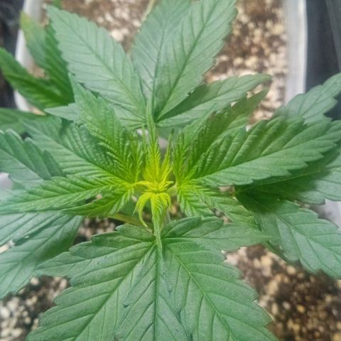 Cida growlog timeline photo