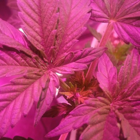 Cida growlog photo: 4 dias pós poda top