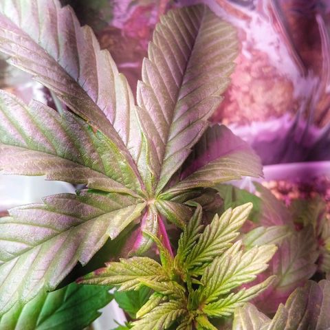 Cida growlog photo: 6 dias pós poda top 