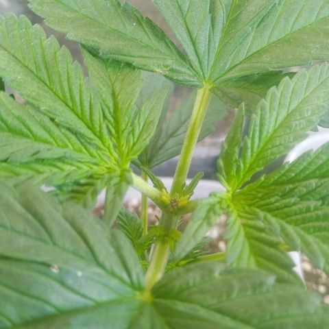 Cida growlog photo: 2 dias pós poda top 