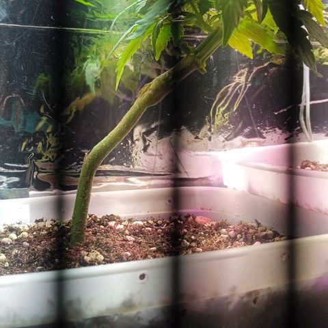 Cida growlog timeline photo