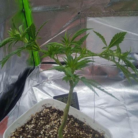 Cida growlog photo: Amarras laterais 